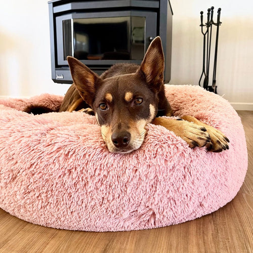 Calming Bed